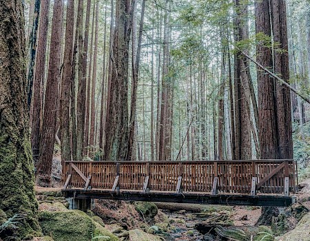 A wooden bridge spans a small stream in a forest filled with tall, slender trees. The ground is covered with green moss and plants.