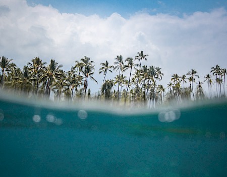 The image shows a view partially above and below the water, with palm trees and the sky in the background.