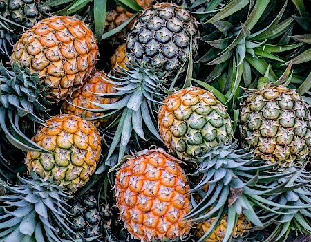 The image shows a pile of pineapples with varying ripeness, featuring both green and orange-yellow fruits, surrounded by their spiky green leaves.