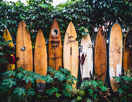 The image shows a row of old surfboards lined up vertically along a fence, surrounded by green plants and foliage.